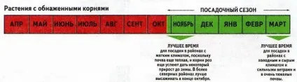 Посадка троянд, вибір місця, підготовка грунту, час посадки, підготовка троянд до посадки