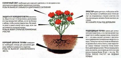 Посадка троянд, вибір місця, підготовка грунту, час посадки, підготовка троянд до посадки