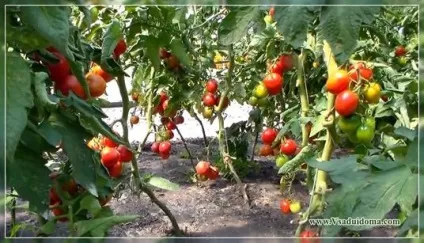 Підвищення врожайності помідорів, сайт про сад, дачі і кімнатних рослинах (спосіб) Підвищення врожайності помідорів, сайт про сад, дачі і кімнатних рослинах