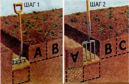 Посадка троянд, вибір місця, підготовка грунту, час посадки, підготовка троянд до посадки