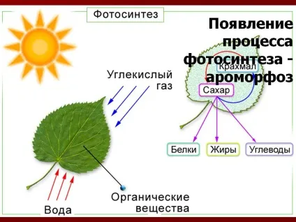 Поява процесу фотосинтезу - ароморфоз - презентація 227269-20 (без) Поява процесу фотосинтезу - ароморфоз - презентація 227269-20