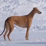 câine australian Greyhound sau cangur (cangur Hound, Greyhound australiană, câine cangur)