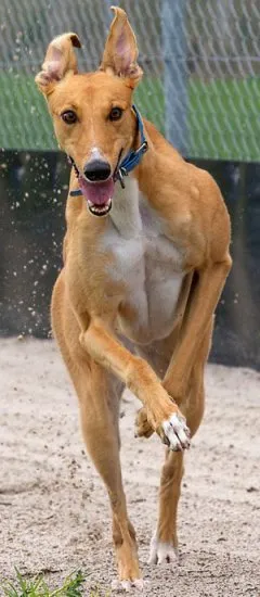 Greyhound australian, rase de caini, animale, rasă