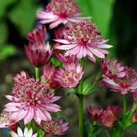 Astrantia termesztés vetőmag fajták leírását és fotó