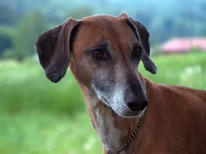 câine australian Greyhound sau cangur (cangur Hound, Greyhound australiană, câine cangur)