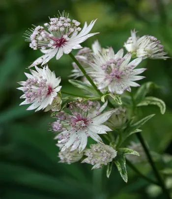 cultivarea Astrantia de semințe, soiuri cu o descriere și fotografie