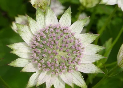 Astrantia termesztés vetőmag fajták leírását és fotó