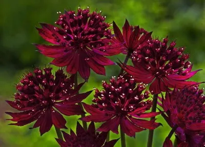 отглеждане Astrantia на семена, сортове с описание и снимка