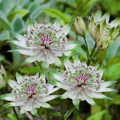 cultivarea Astrantia de semințe, soiuri cu o descriere și fotografie