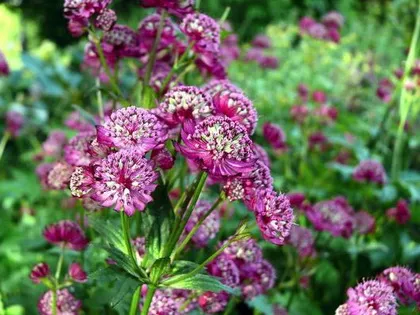 Astrantia termesztés vetőmag fajták leírását és fotó