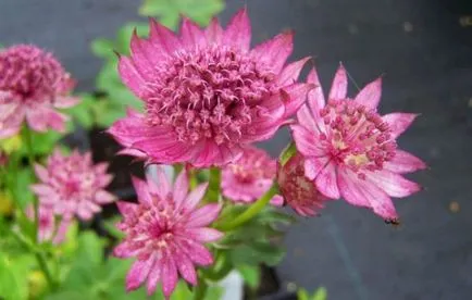 Cultivarea Astrantia, tehnologia de semănat, fotografie, alegeți o aterizare