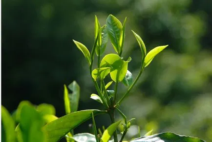 Assamika és sinensis