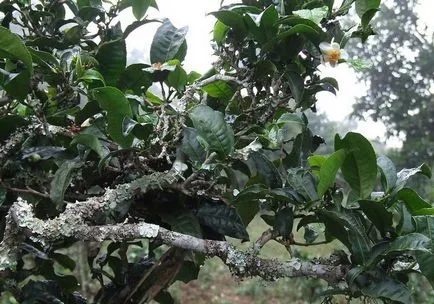 Assamika és sinensis