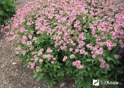 Astrantia termesztés és gondozás