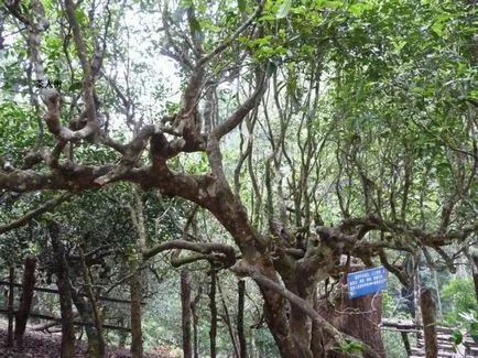 Assamika és sinensis