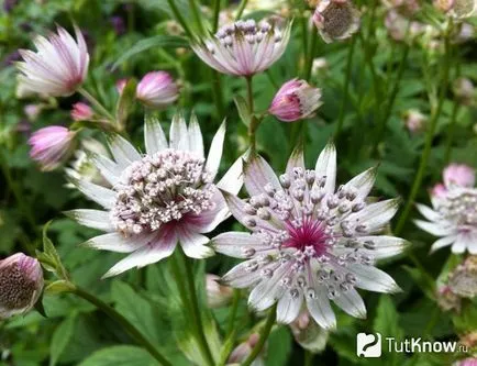 cultivare Astrantia și îngrijire