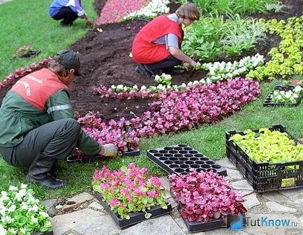 cultivare Astrantia și îngrijire