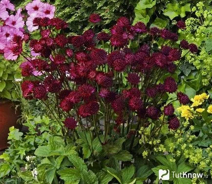 cultivare Astrantia și îngrijire