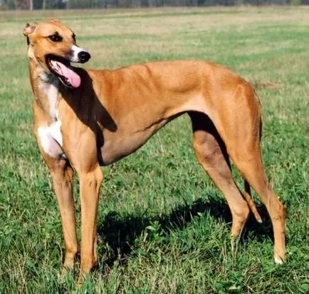 Greyhound australian, rase de caini, animale, rasă