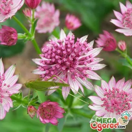 Caracteristicile Astrantia și cultivarea de flori