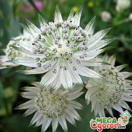 Caracteristicile Astrantia și cultivarea de flori