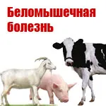 Boala albă musculare a animalelor tinere agricole