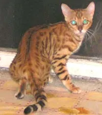 Бенгалска котка цвята - порода котки