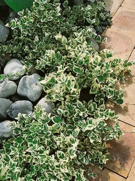 Euonymus de plantare, îngrijire, tipuri, fotografii de interior