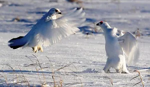 Ptarmigan функции тундрата, графични и продължителността на живота