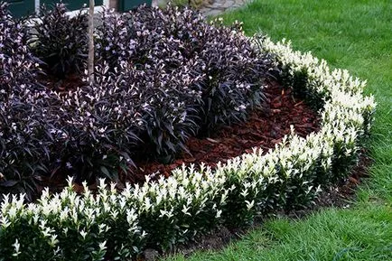 Euonymus de plantare, îngrijire, tipuri, fotografii de interior