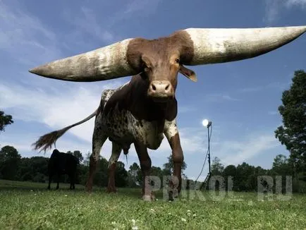 Бикът с големите рога в света