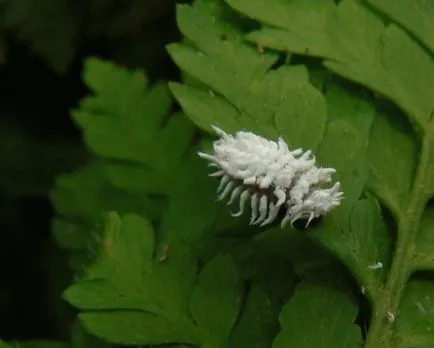 bug-uri albe în culorile cameră - cum să scape