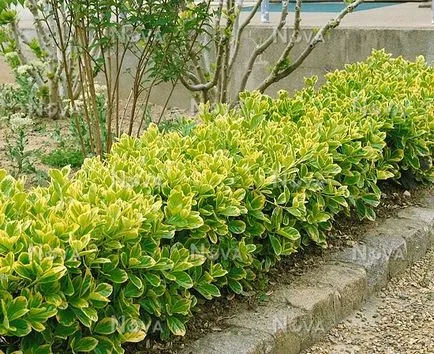 Euonymus закрито засаждане, грижи, видове, снимки