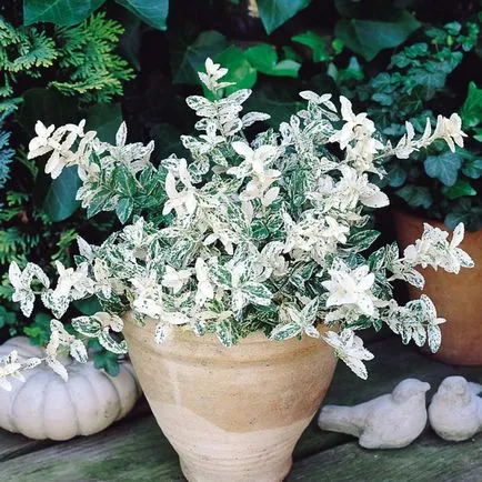 Euonymus de plantare, îngrijire, tipuri, fotografii de interior