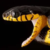 страх от змии