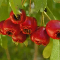Hawthorn - előnyök és kárt a szervezetben bogyók és gyümölcsök