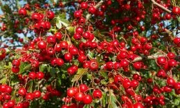 Hawthorn - hasznos tulajdonságokat és ellenjavallatok