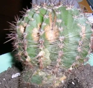 Betegségek kaktuszok és módon ellenük