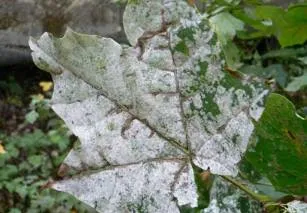 Boli de castravete, dovlecel si fotografie suc de fructe, semne de boală și metodele de combatere a acestora