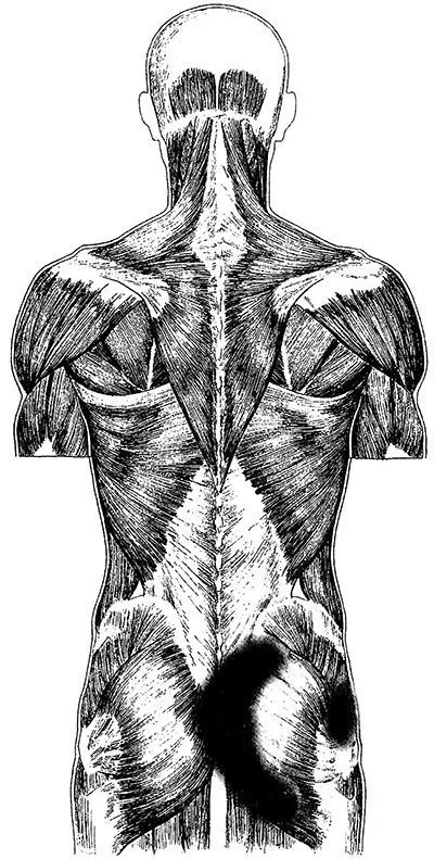 Gluteus maximus (sciatic) musculare