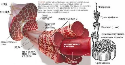 dureri musculare după sala de sport pentru a face, dacă să rănească și de ce