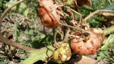 În caz de boală câmp deschis de tomate