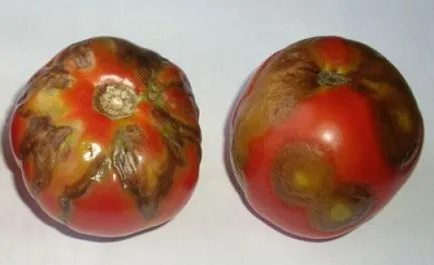 În caz de boală câmp deschis de tomate