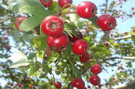 Hawthorn - előnyök és kárt a szervezetben bogyók és gyümölcsök