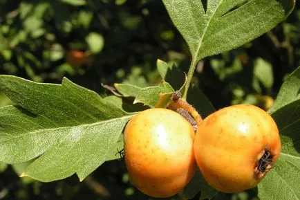 Crataegus aestivalis - на младоженеца в градината