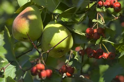 Crataegus aestivalis - на младоженеца в градината