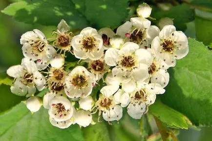 Crataegus aestivalis - на младоженеца в градината