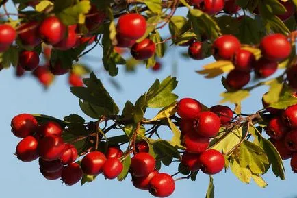 Crataegus aestivalis - на младоженеца в градината