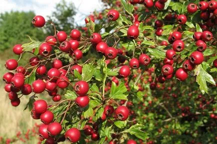 Crataegus aestivalis - на младоженеца в градината