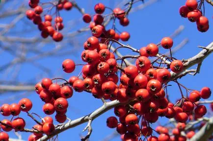 Crataegus aestivalis - на младоженеца в градината